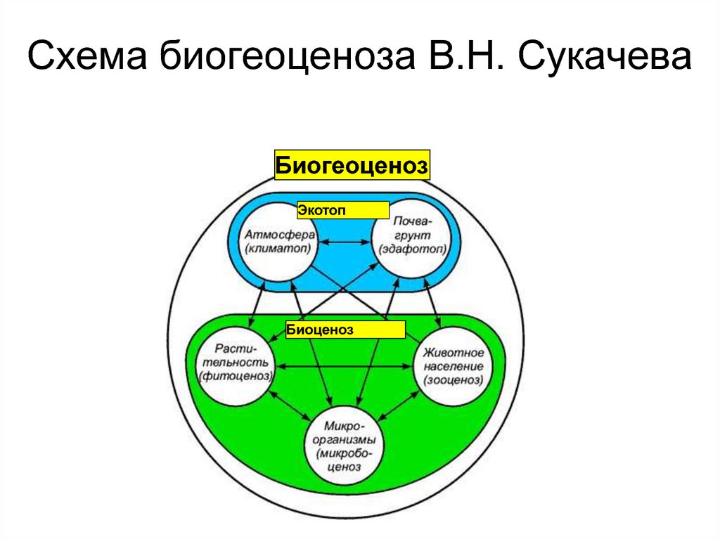 схема биогеоценоза по Сукачёву.jpg