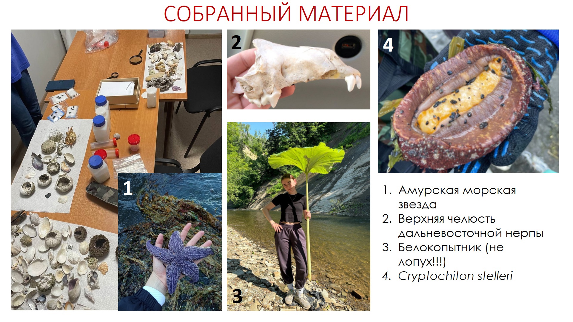 ЛП 3.jpg